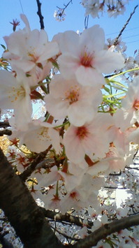 201004081453000.jpg